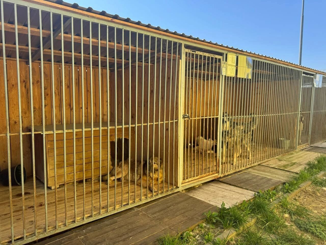 Деревянные вольеры для больших собак в&nbsp;приюте