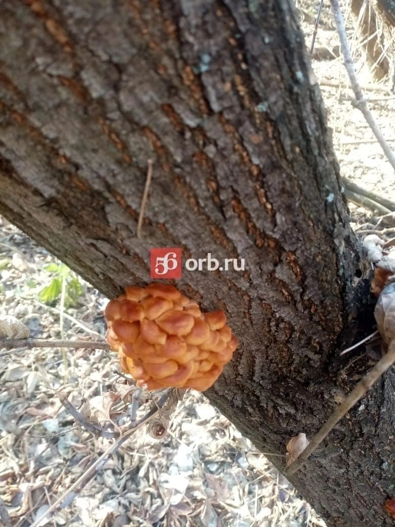 Зимние опята в лесах Оренбуржья