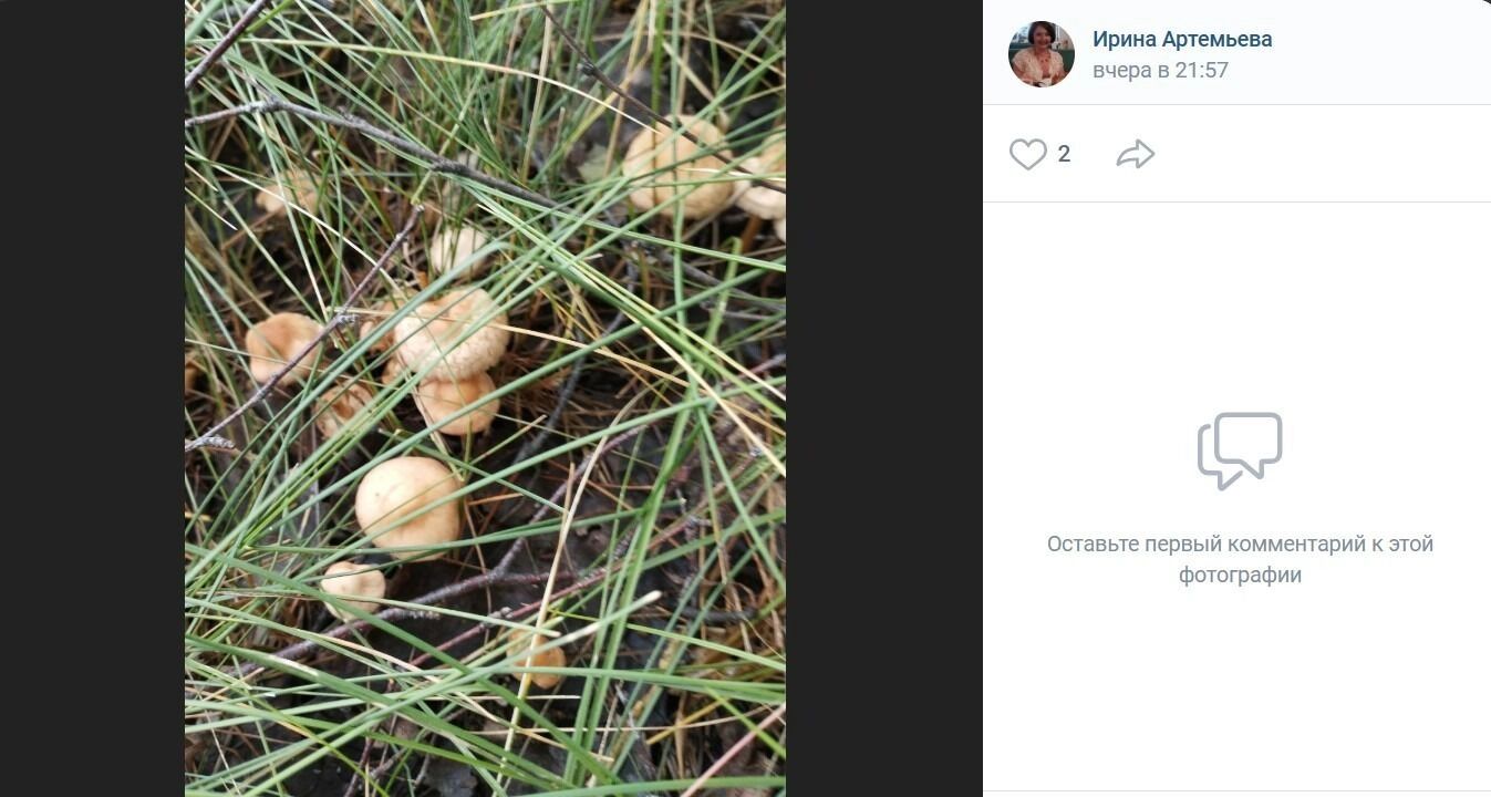 Ягодный и грибной улов в районе поселка Конезаводский