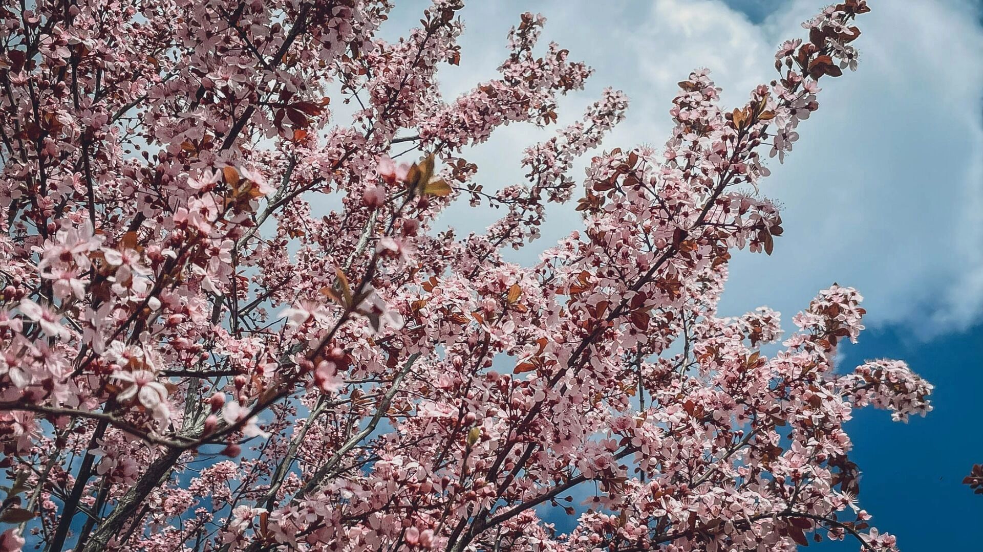 Форзиции раскрасили набережную Волгограда в солнечные цвета