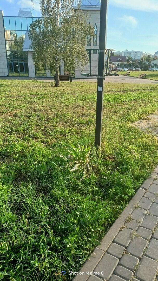 Непокошенная территория в центре города