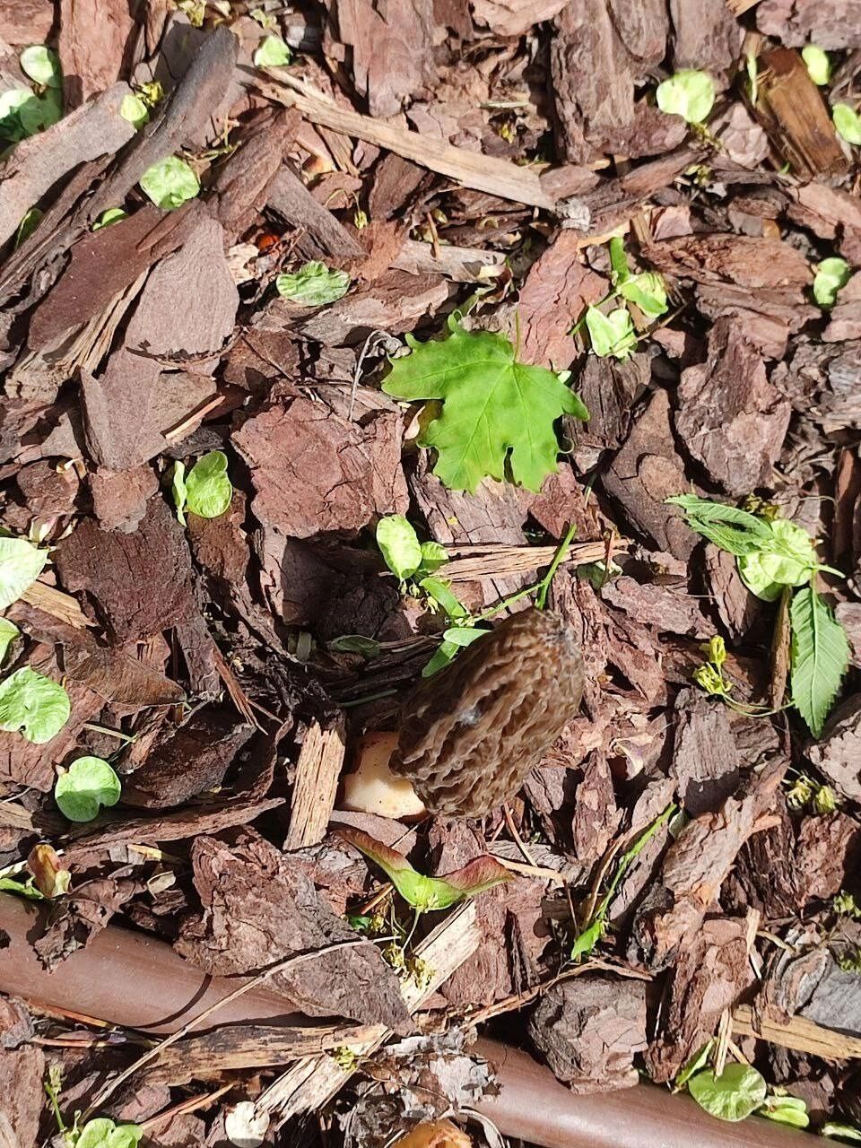 Найденные в Центральном парке грибы