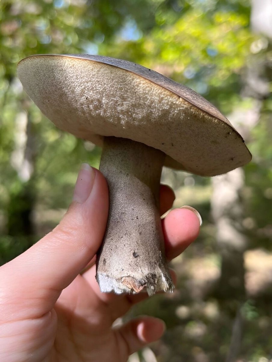 подберезовик