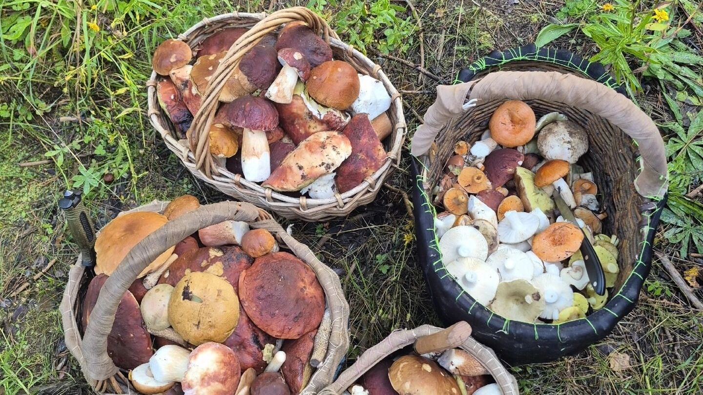 Какие грибы собирают в Нижегородской области в конце августа-начале сентября