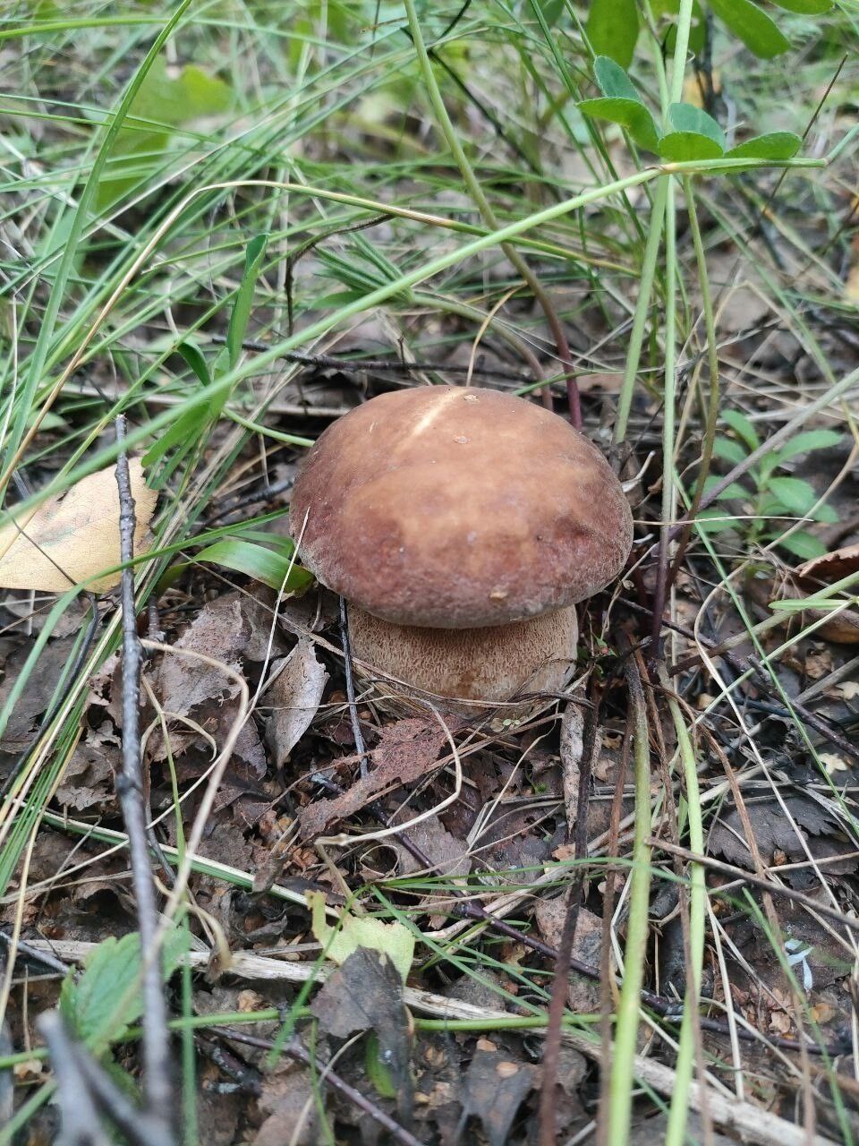Белый гриб, найденный в декабре в Нижегородской области