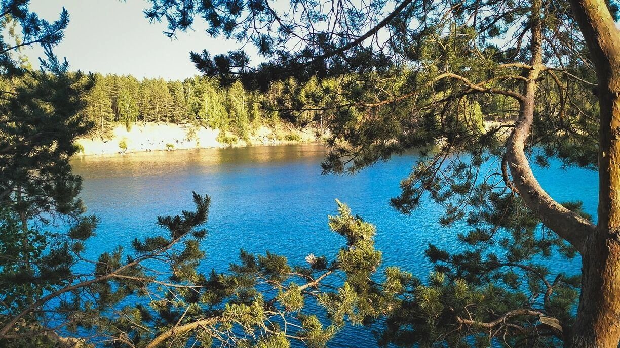 На фото: сосны и водная гладь