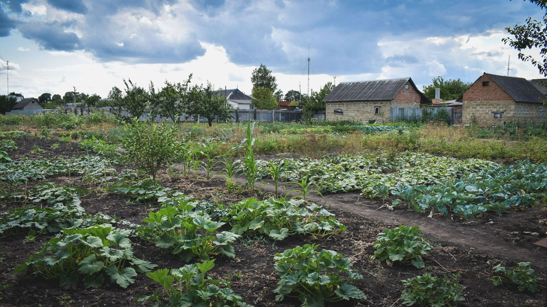 Волгоградские агрономы предупредили дачников о правильном соседстве овощей