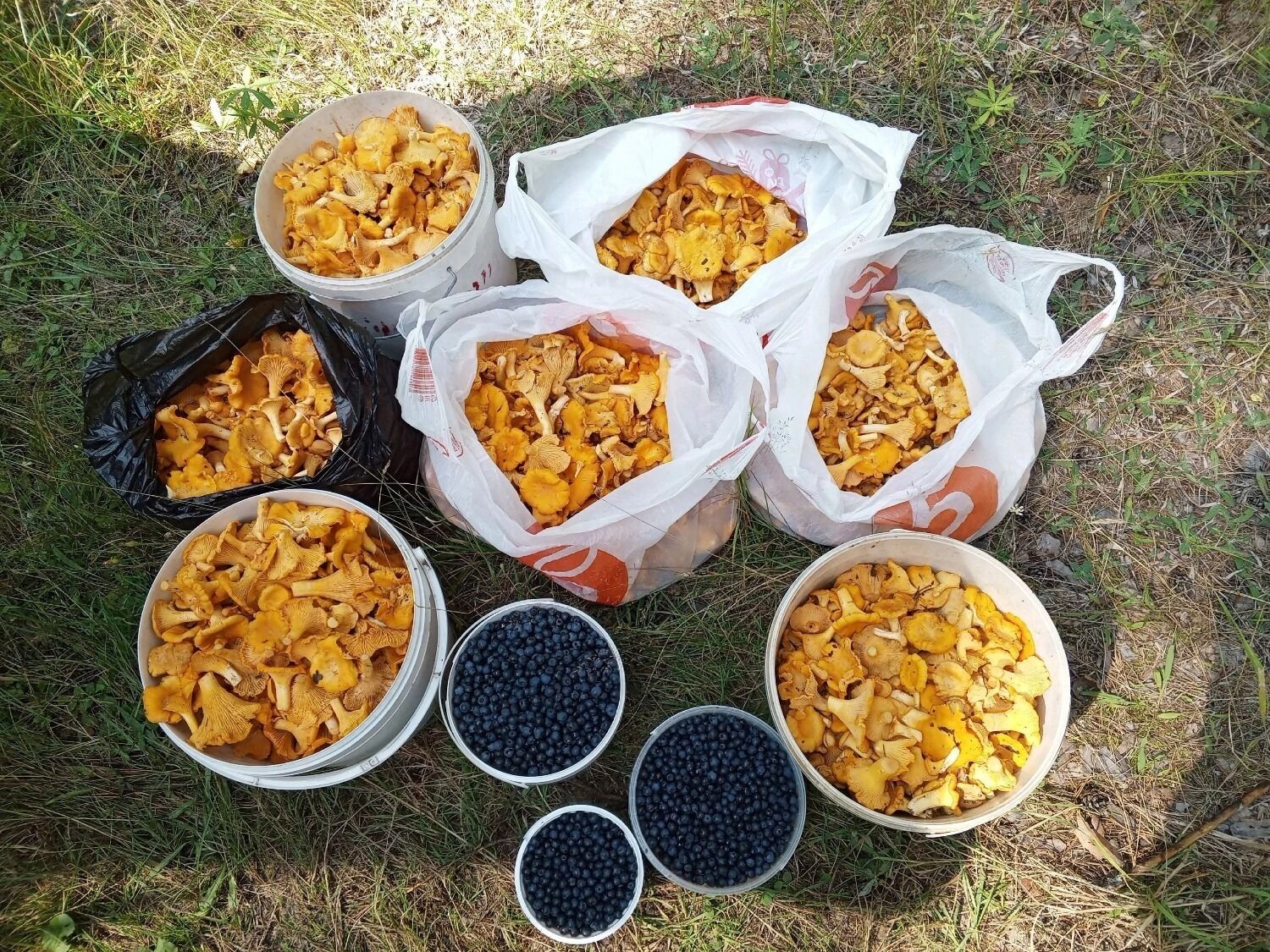 Лисички из Семеновского округа