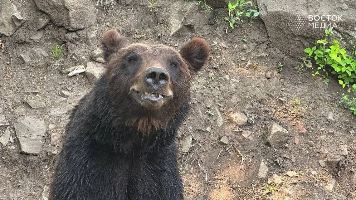 Ушел по грибы — попал в лапы зверя: в Приморье спасли мужчину после нападения медведя