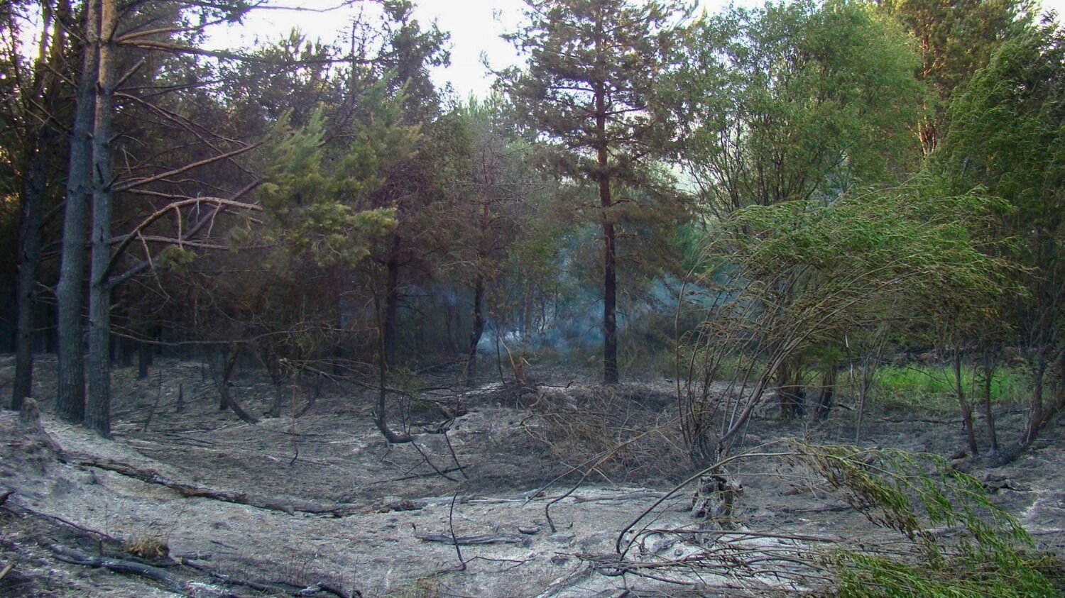 Лесной пожар у деревни Пиголи в 2010 году