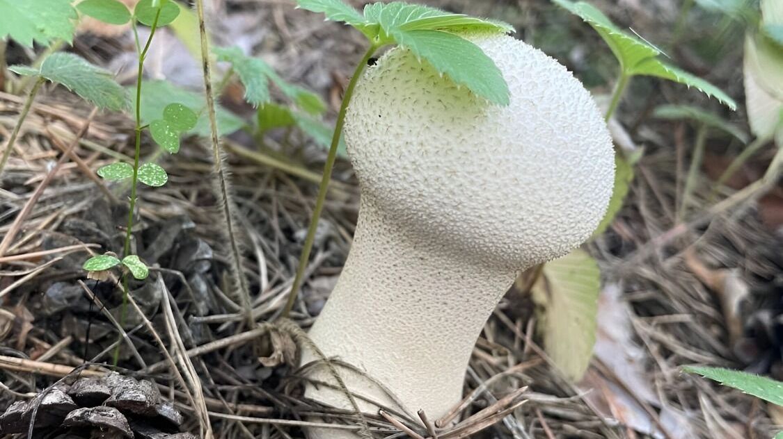 головач мешковидный