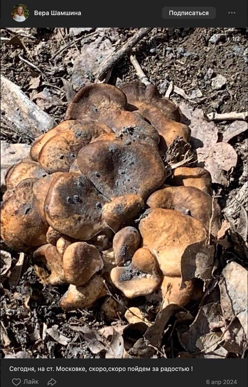 Первый улов 2024 года в Подгорке