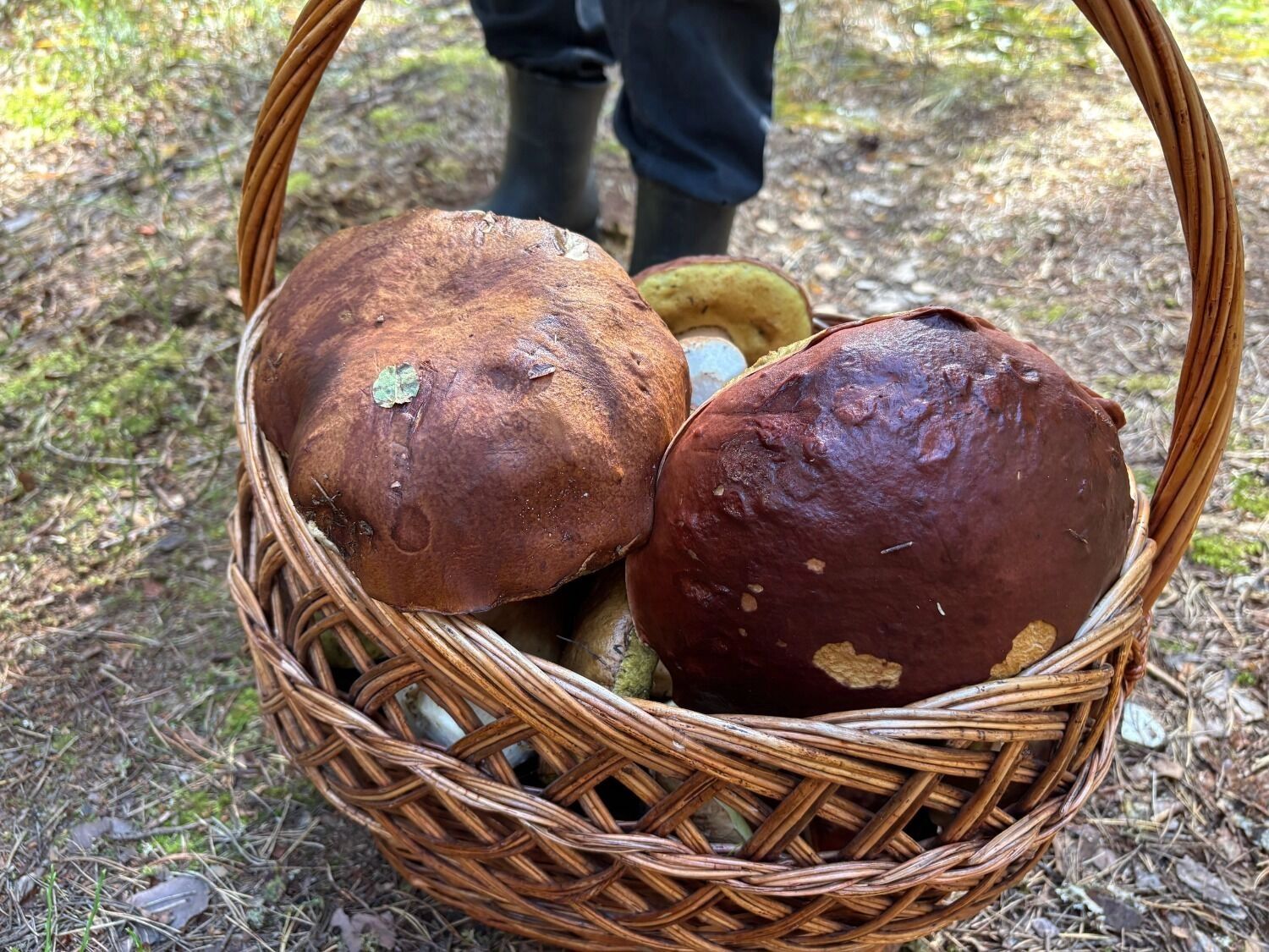 Белые грибы