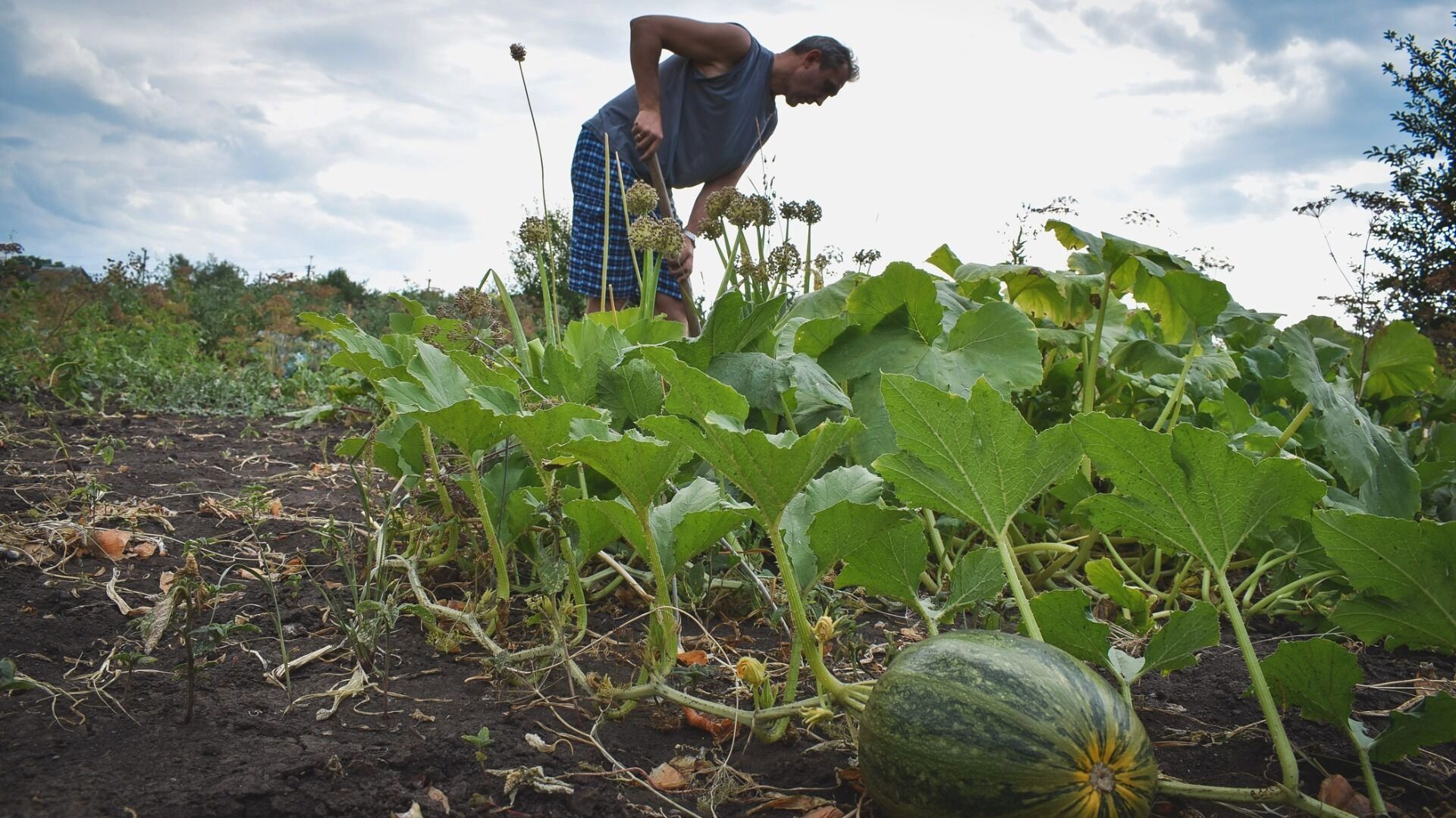 Волгоградцы бьют тревогу из-за нашествия саранчи