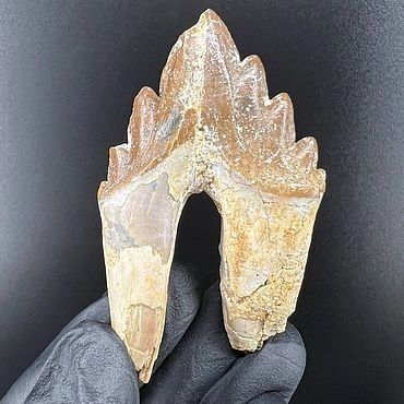 Так зуб кита выглядит целиком