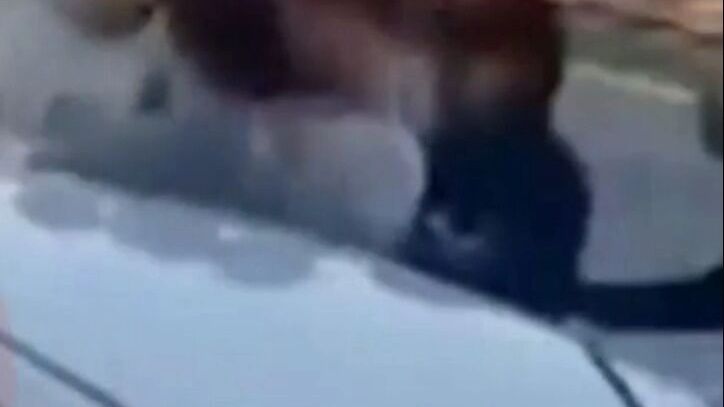 Видео массовой драки мигрантов возле ТЦ в Сургуте
