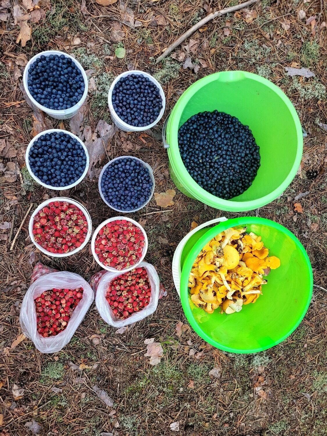 Лесные дары из&nbsp;Балахнинского округа