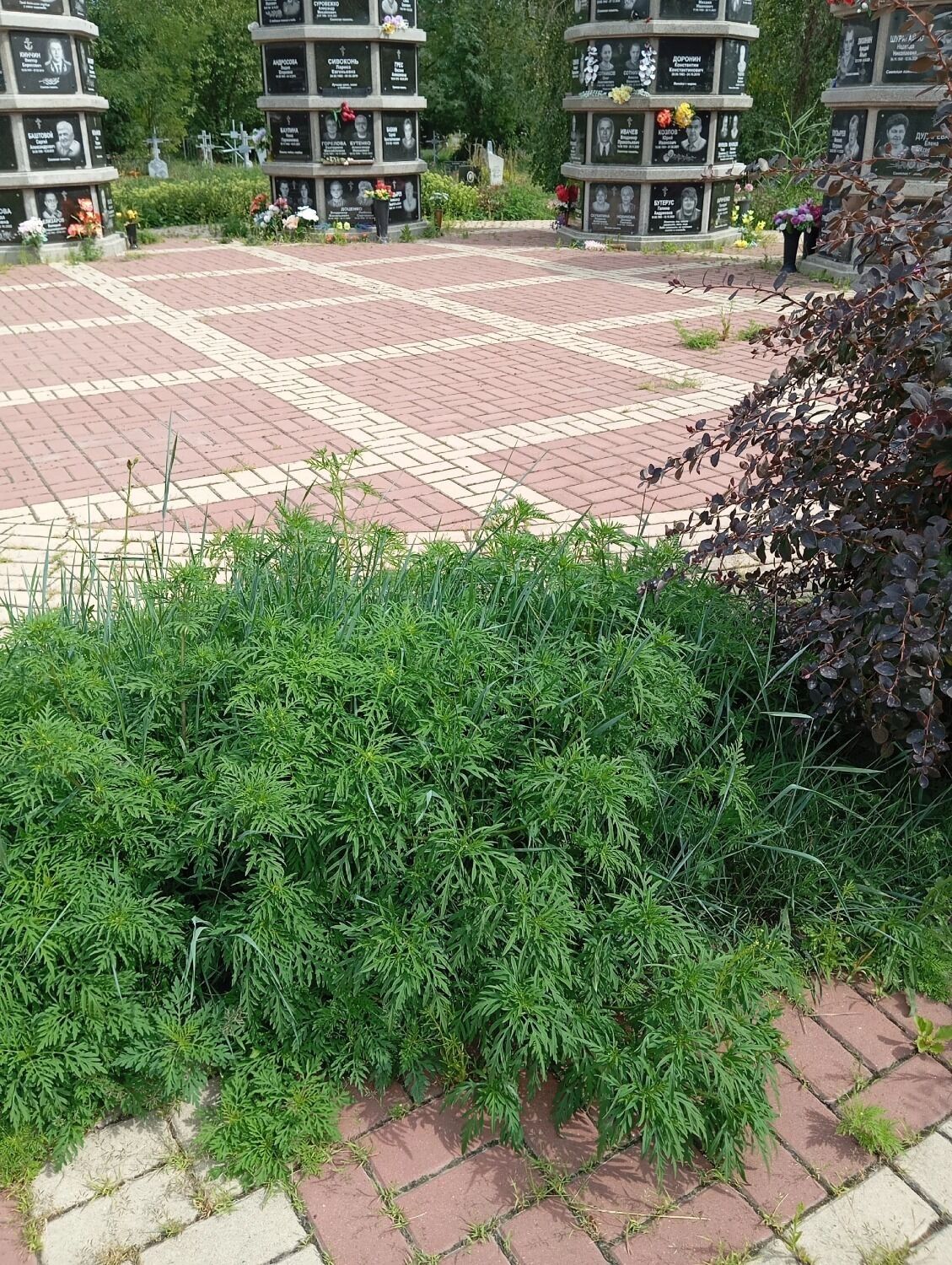 Заросли в центре Белгорода 