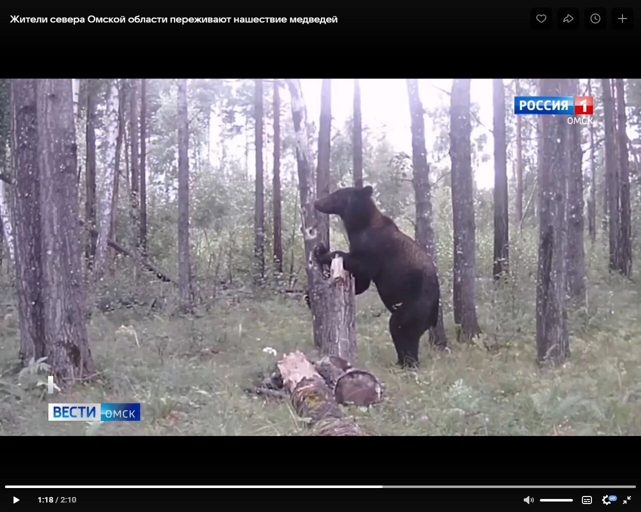 Медведя сняли на видео в Горьковском районе