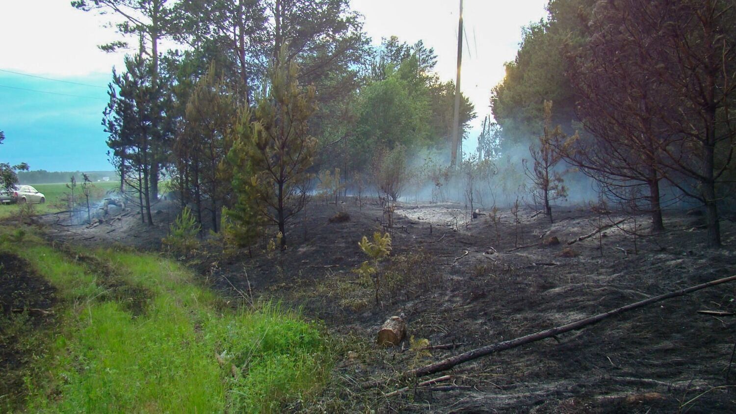 Лесной пожар у деревни Пиголи в 2010 году