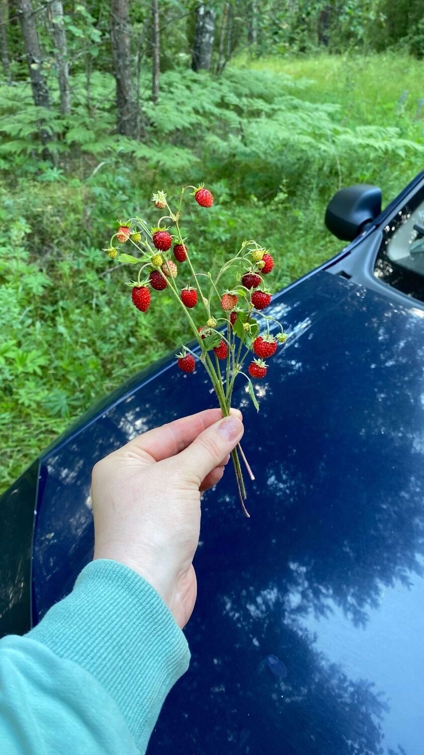 Ягоды в Нижегородской области