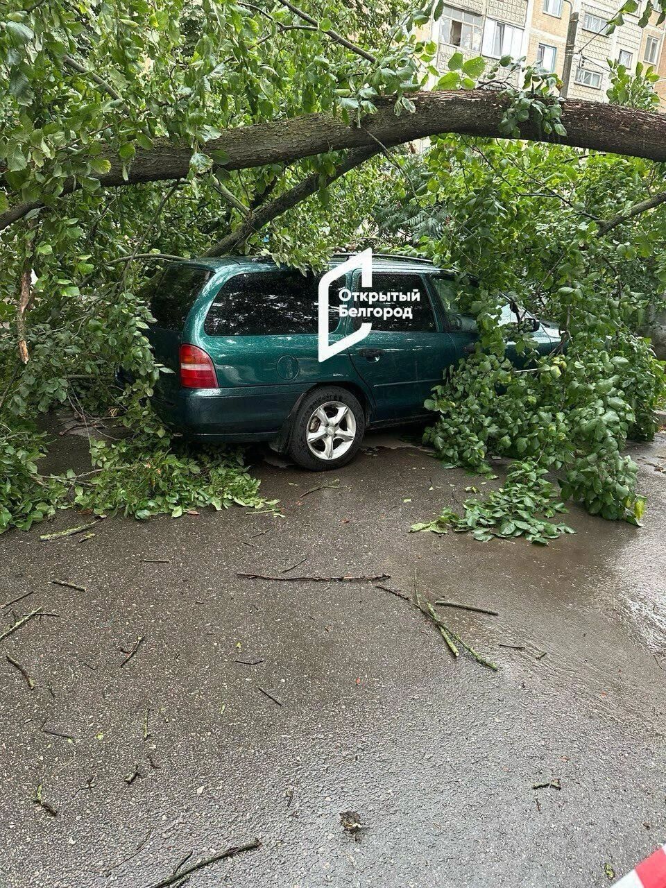 Упавшее на&nbsp;авто дерево в&nbsp;Белгороде