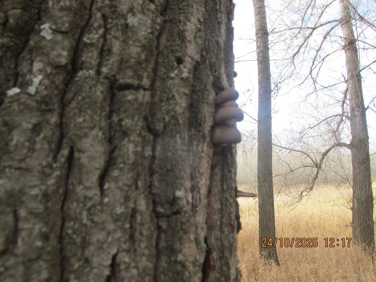 Грибы в октябре в Оренбургской области