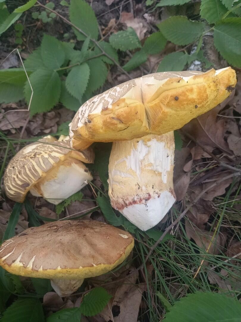 Грибные находки белгородцев