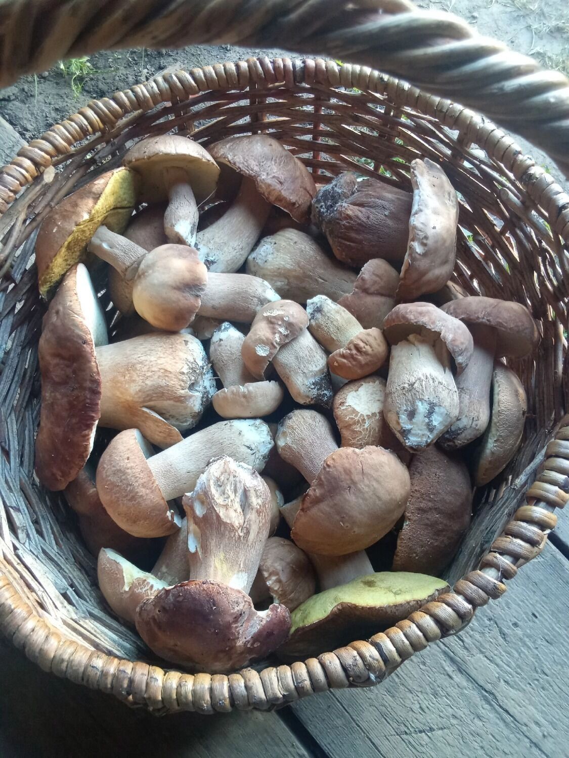 Боровики из Дивеева