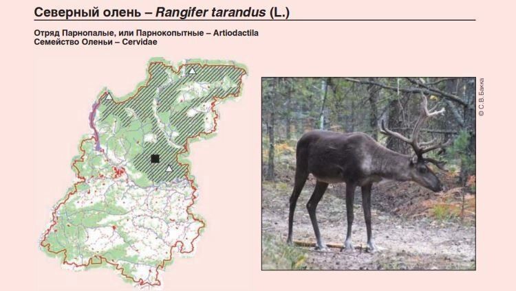 Ареал обитания северного оленя