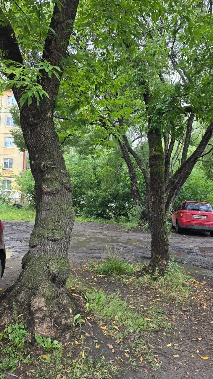 Аварийные деревья возле дома на 19-го Партсъезда, 32а