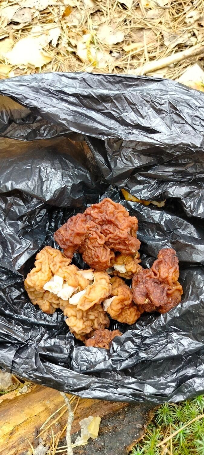 Грибы в Лукино