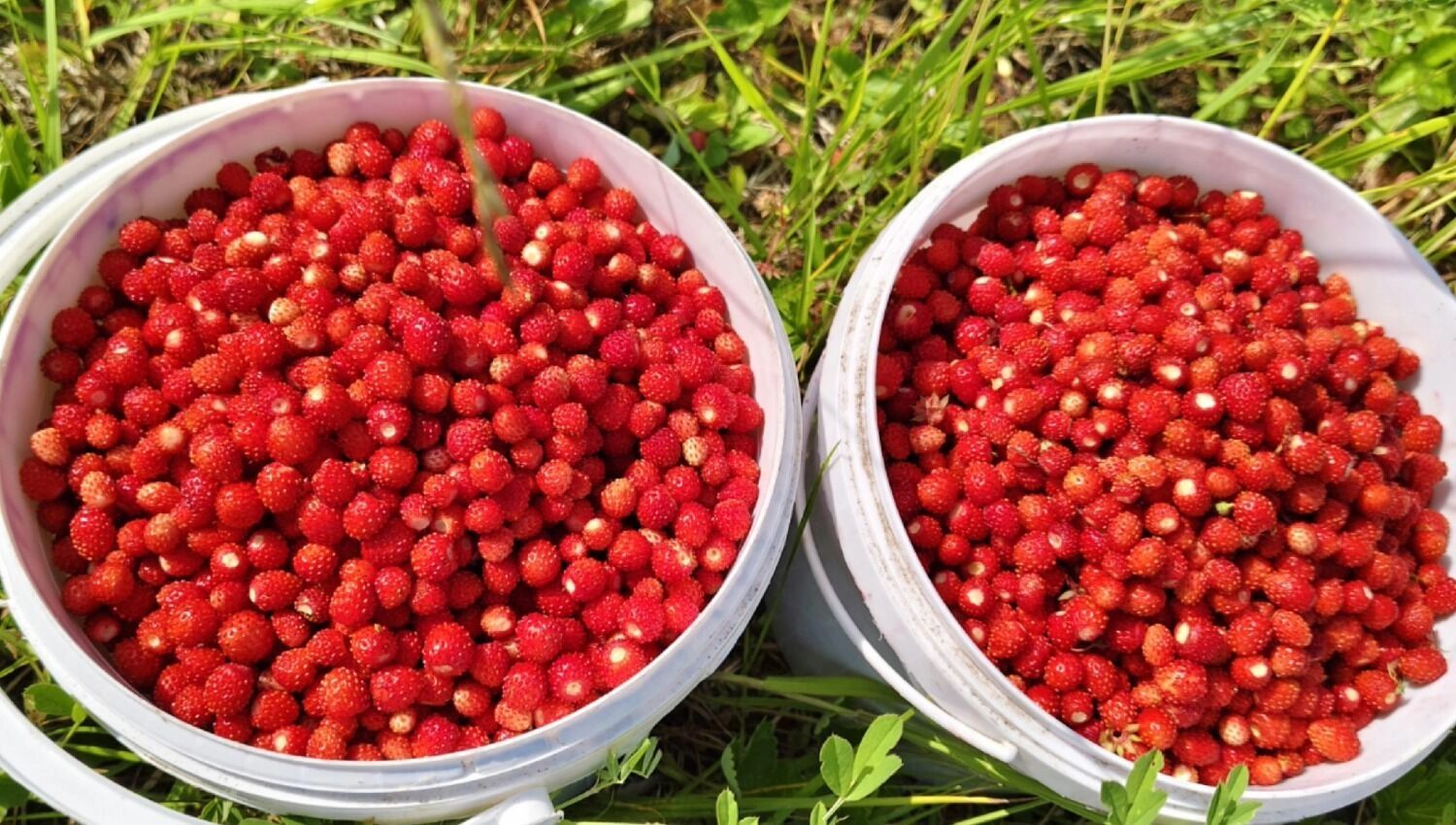 Много земляники и в Княгининском округе
