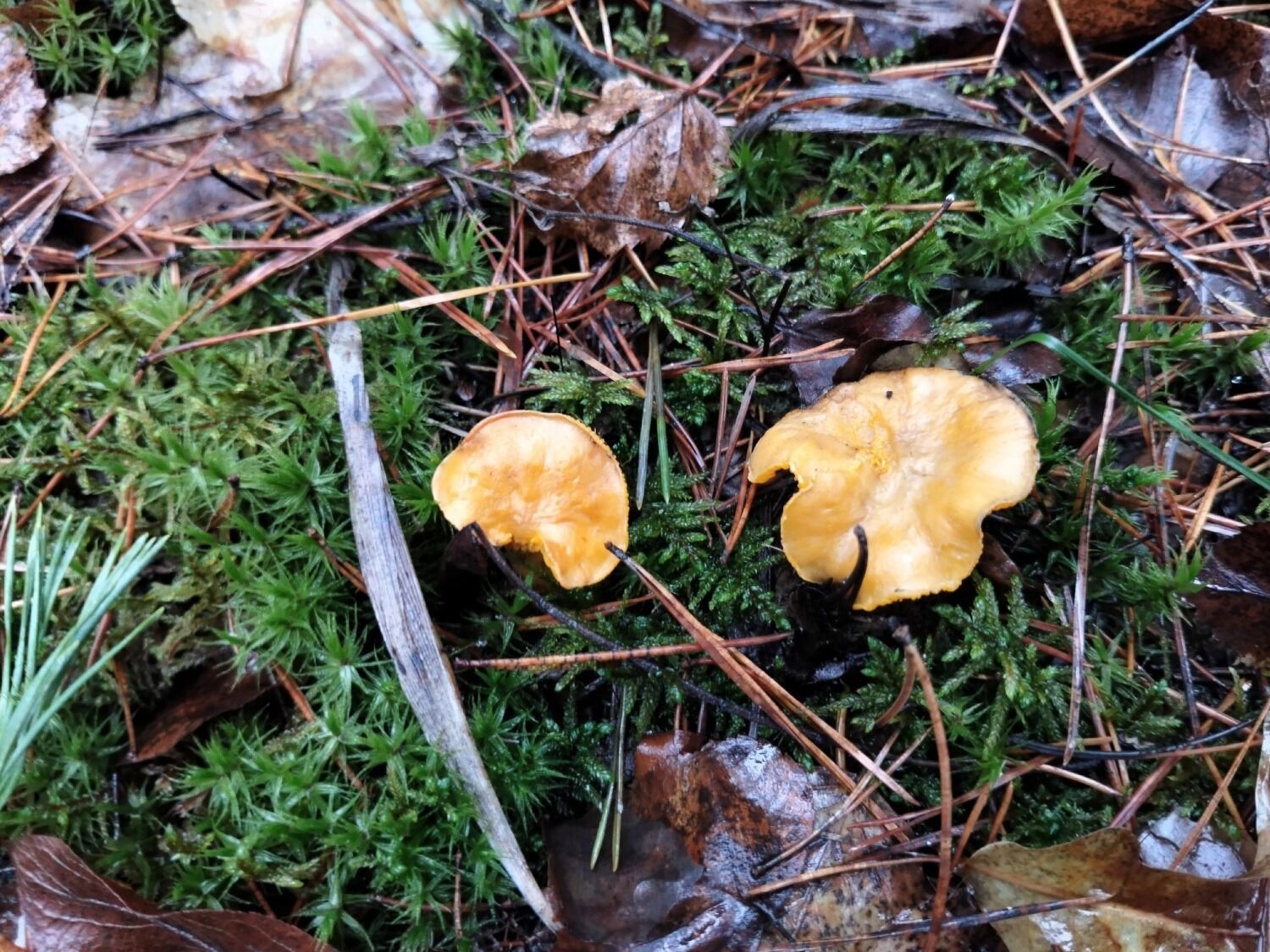 Рядовки растут в Нижегородской области в декабре