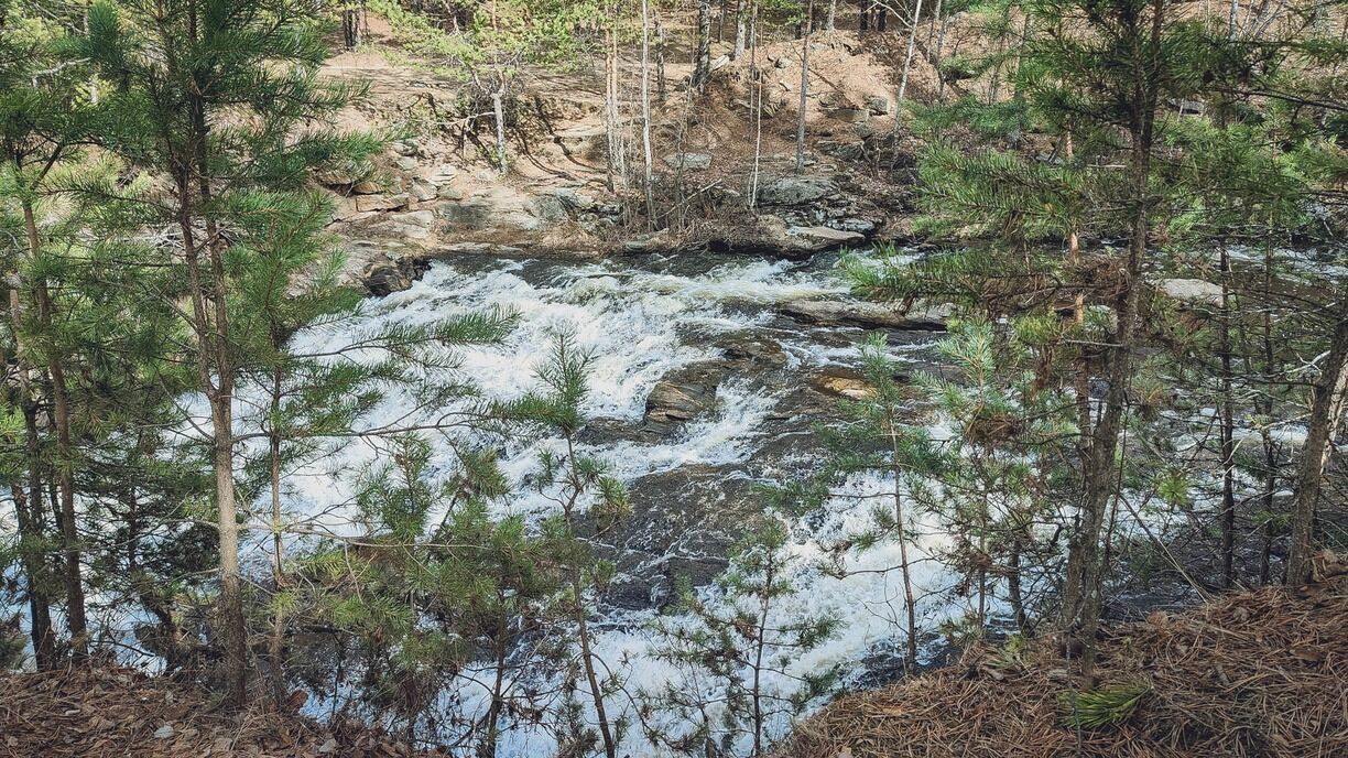 На фото: водопад в сосновом лесу