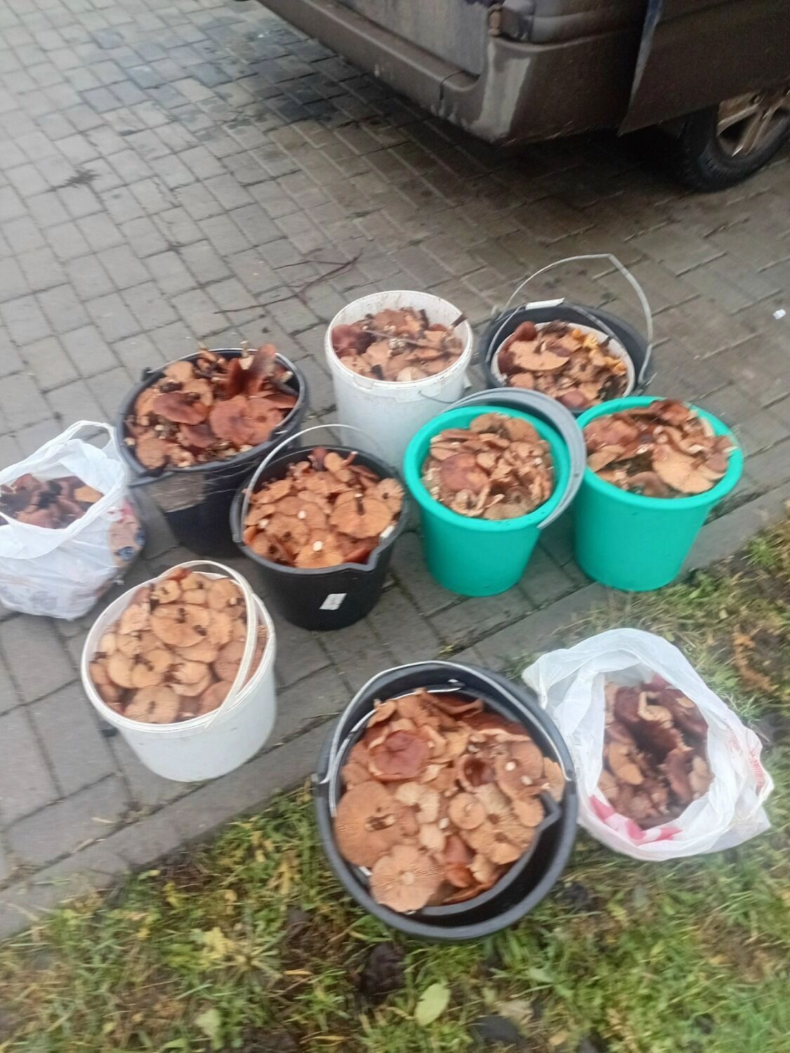 Собранные белгородцами грибы в начале декабря