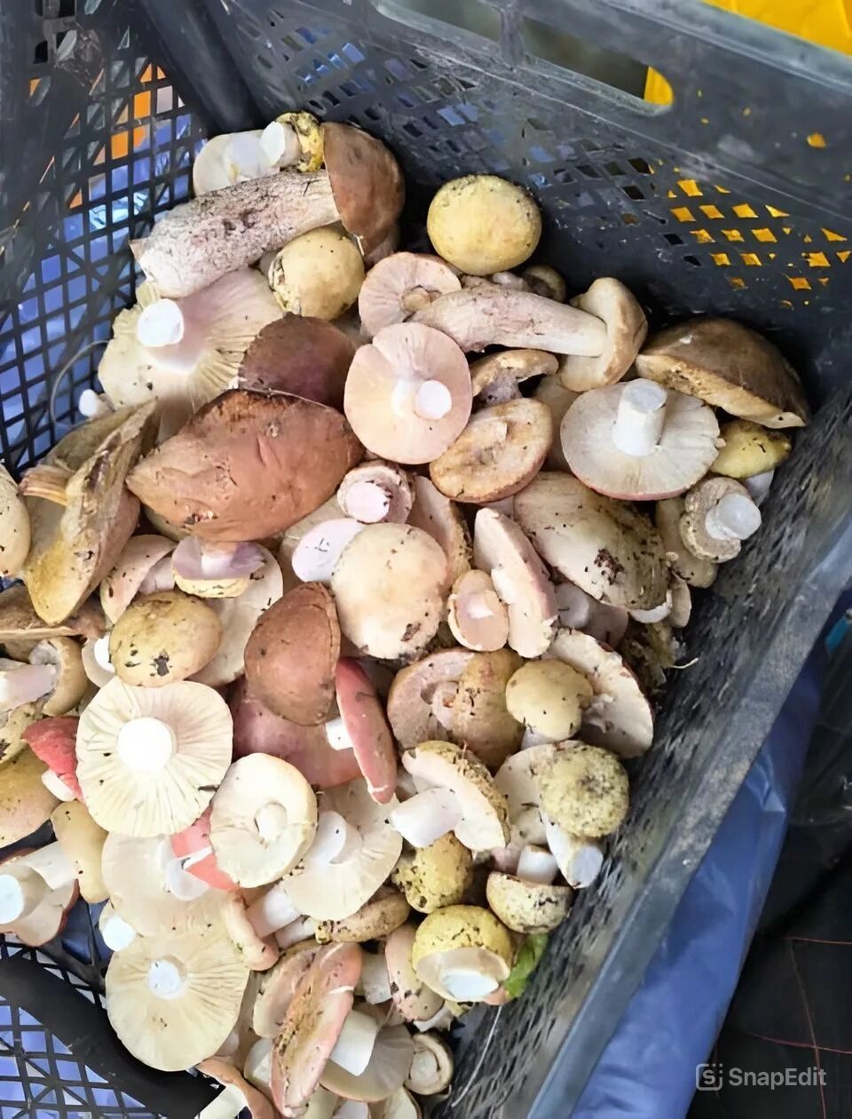 Сыроежки в Оренбургском районе