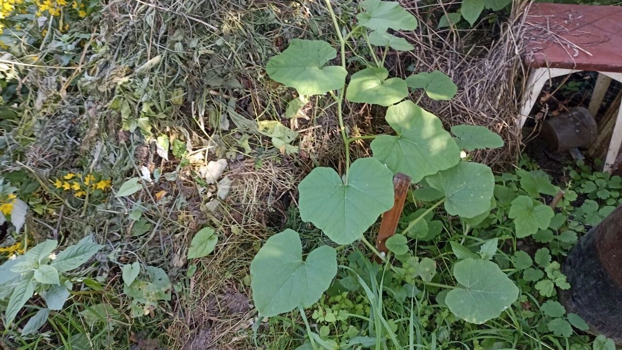 На фото: компостная куча и тыква на ней