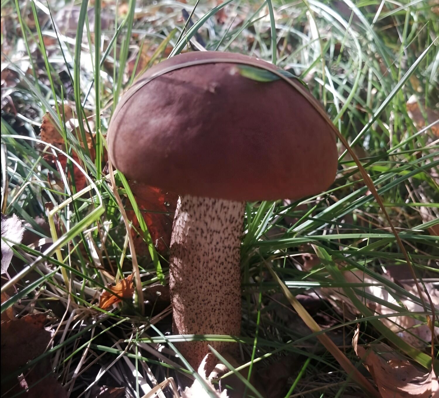 подосиновик