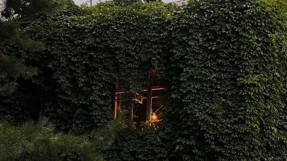 Во&nbsp;дворах многих здания выглядят так&nbsp;— полностью обросшие зеленью. При этом, дома эти чаще всего жилые.