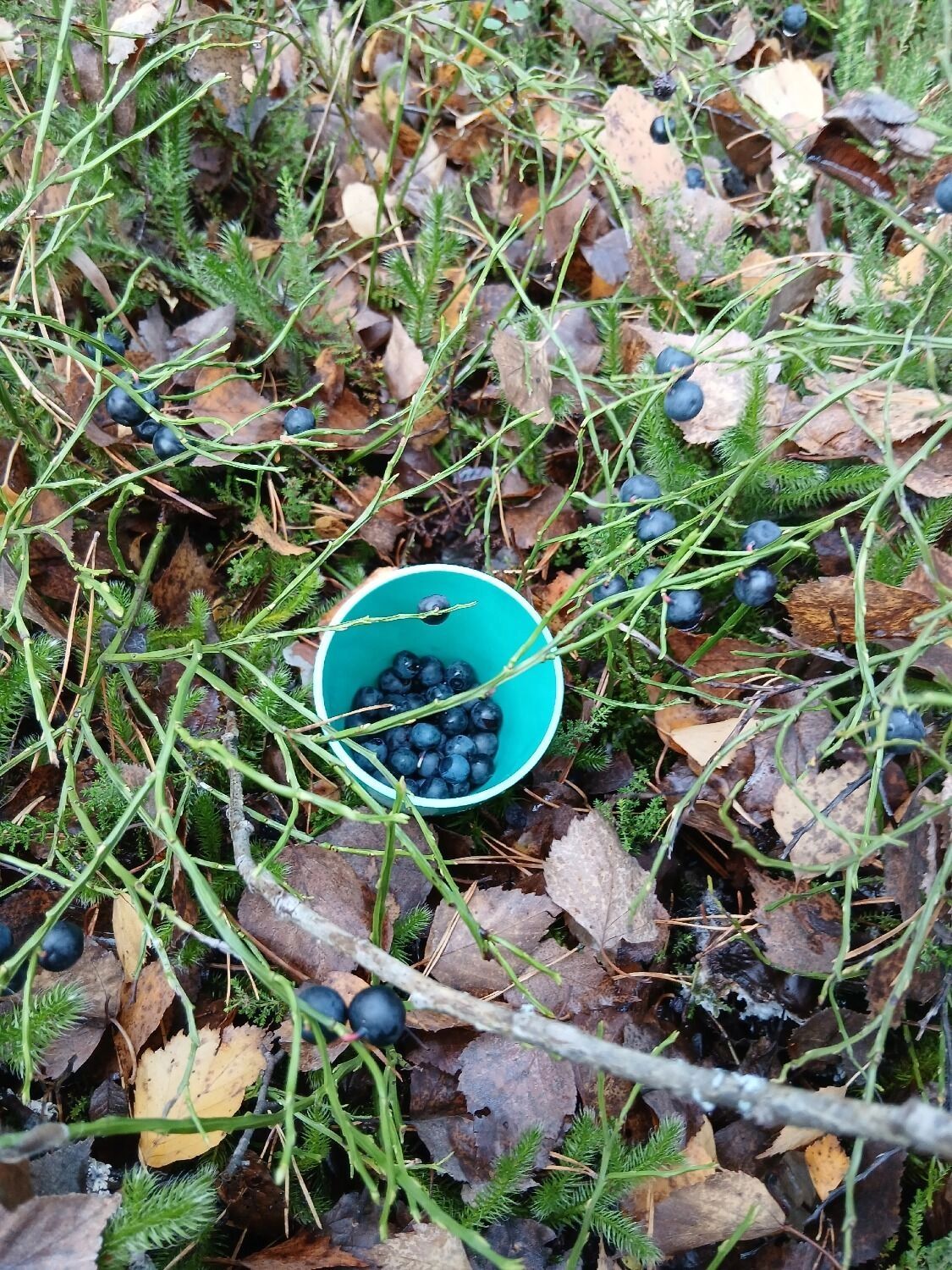 Черника и клюква в Володарском округе