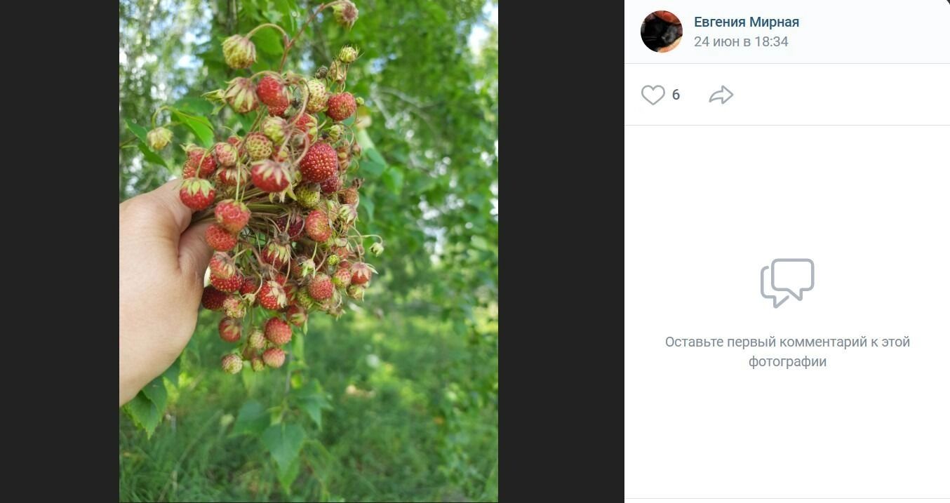 В лесах в районе Черлакского тракта много земляники