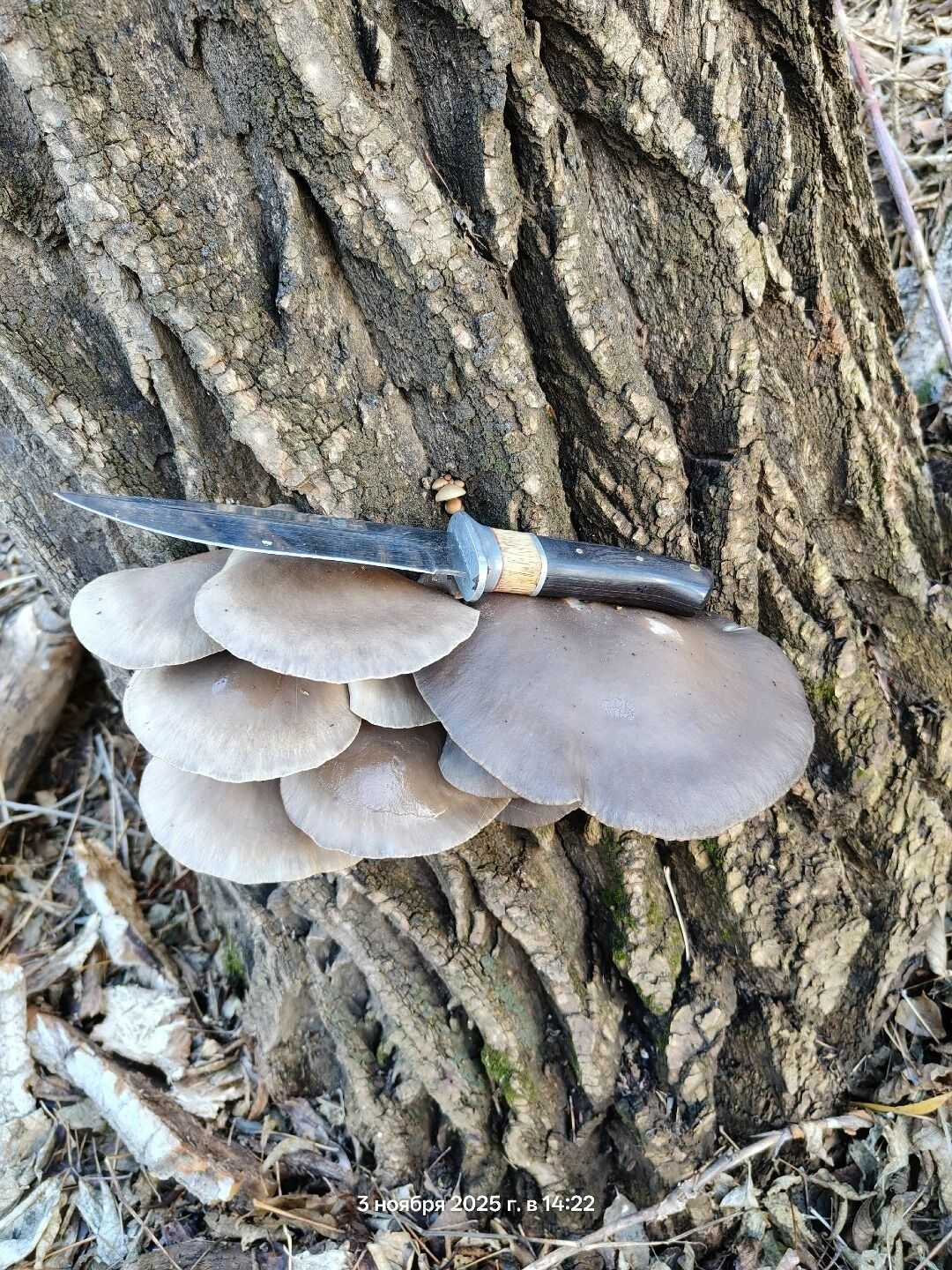 В Оренбуржье собирают вешенки