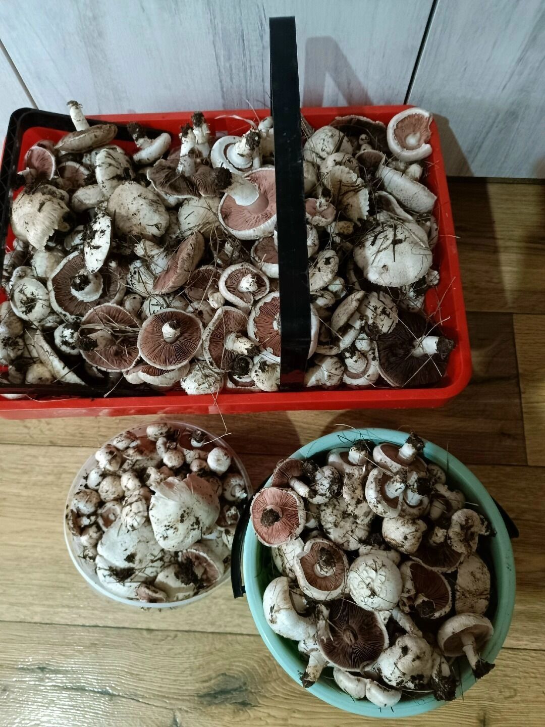 Шампиньоны в Оренбуржье в ноябре