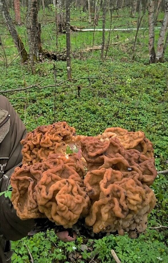 Грибы в Нижегородской области