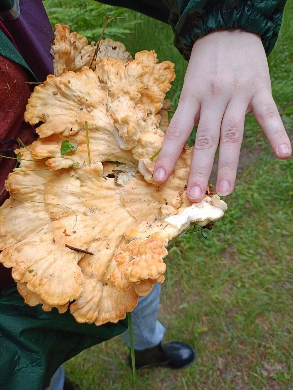 Трутовик лакированный