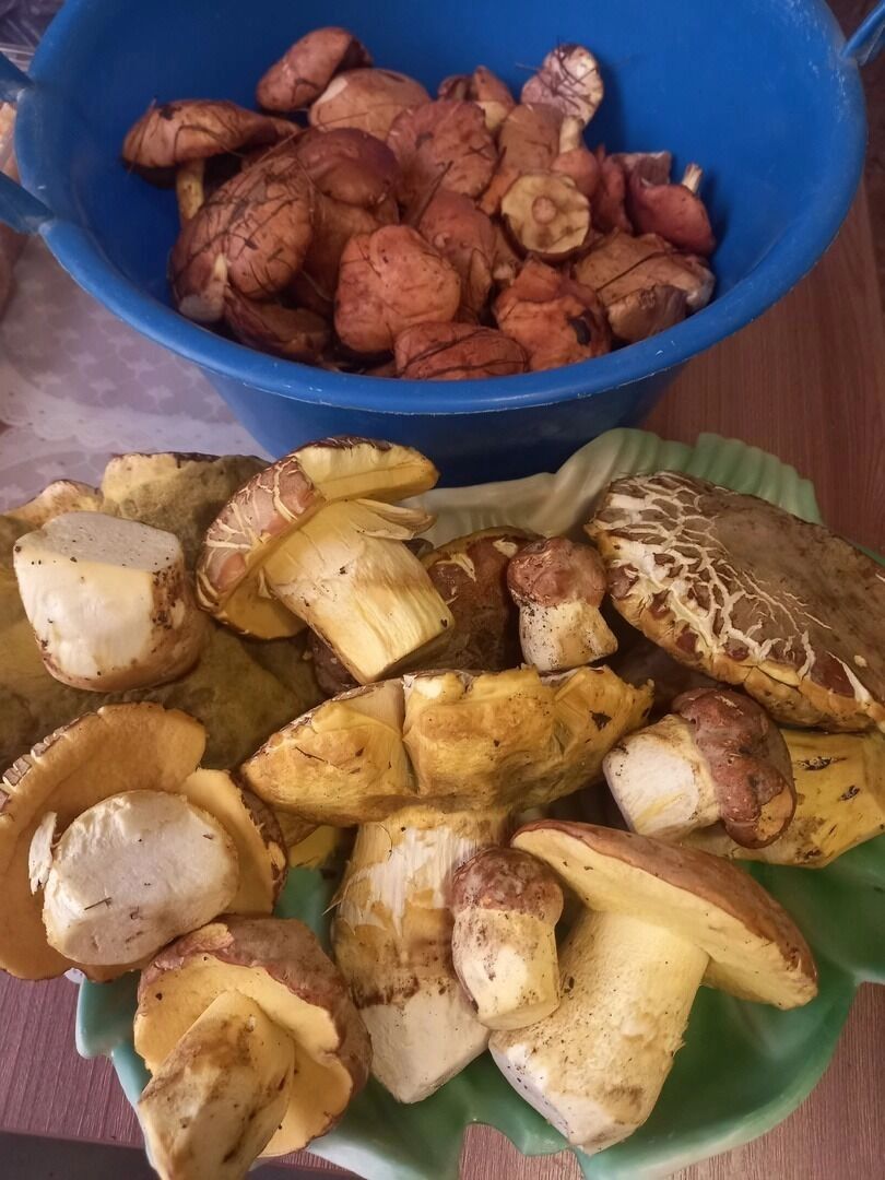 Грибные находки белгородцев