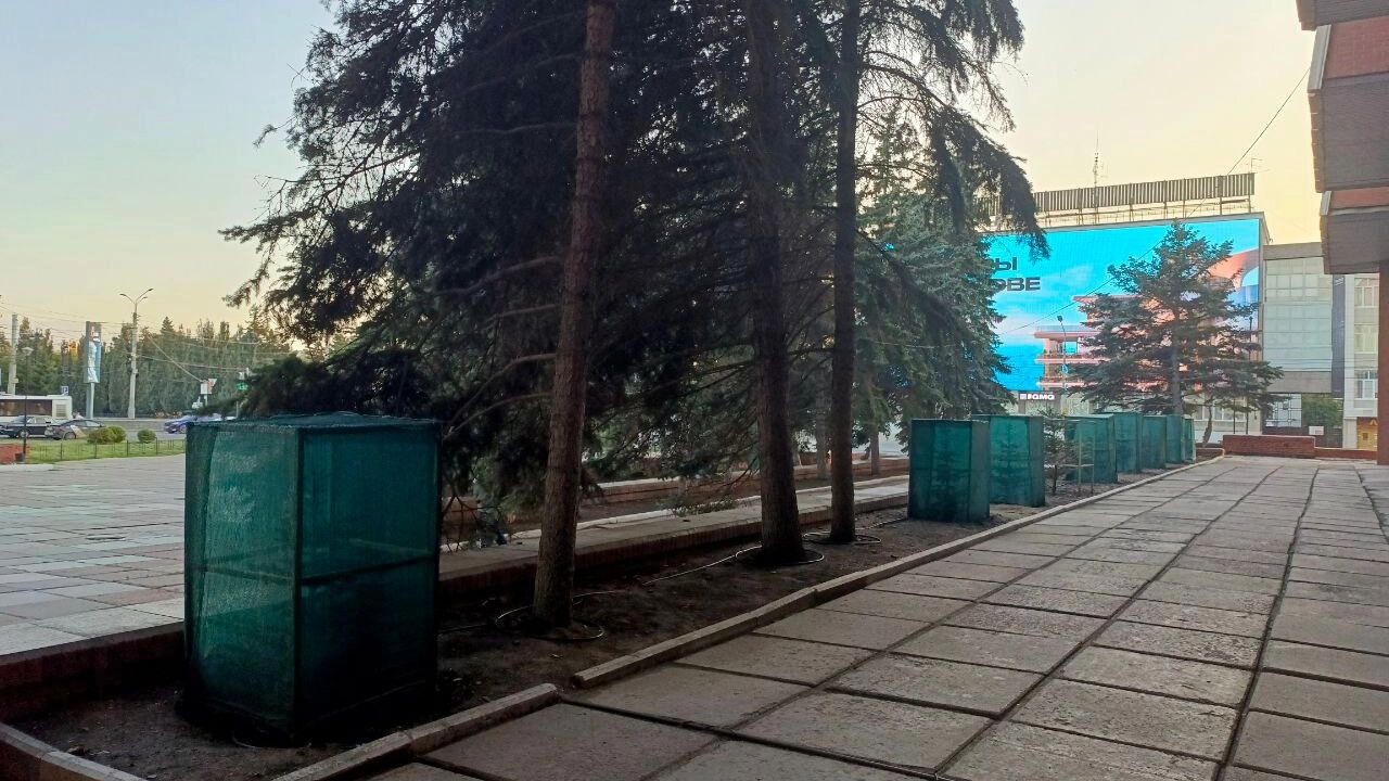 После высадки саженцев