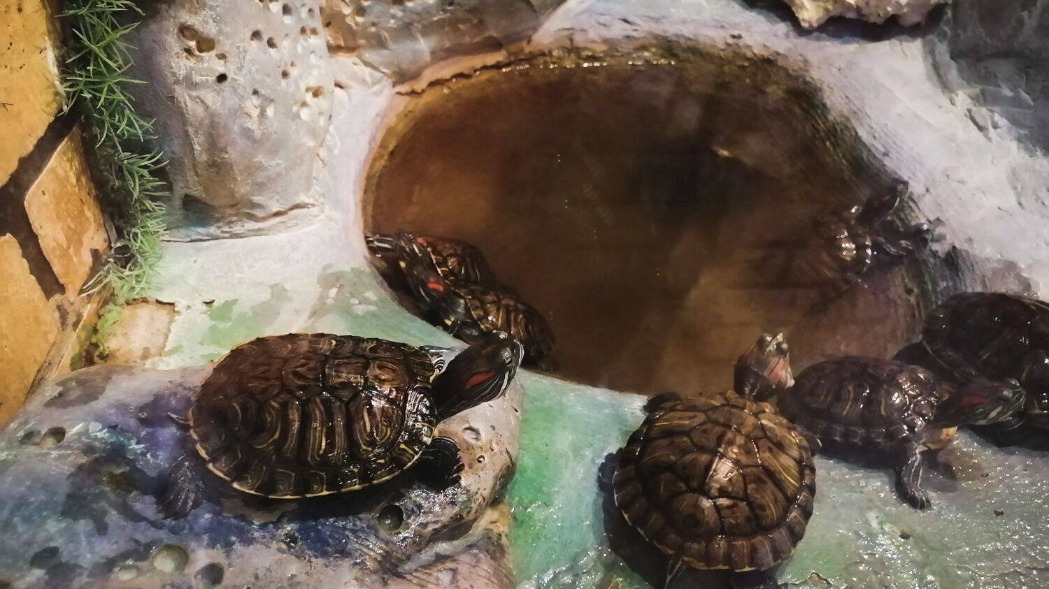 Выброшенные животные