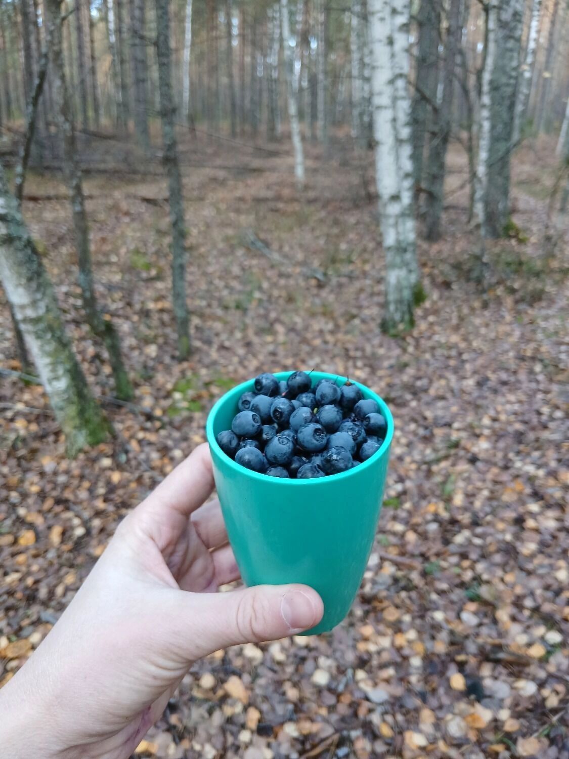 Черника и клюква в Володарском округе